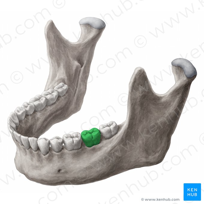 Segundo molar inferior esquerdo (Dens molaris secundus sinister mandibularis); Imagem: 