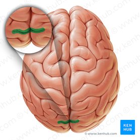 Lobes of the brain: Structure and function | Kenhub