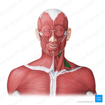 Músculos escalenos (Musculi scaleni); Imagen: Irina Münstermann