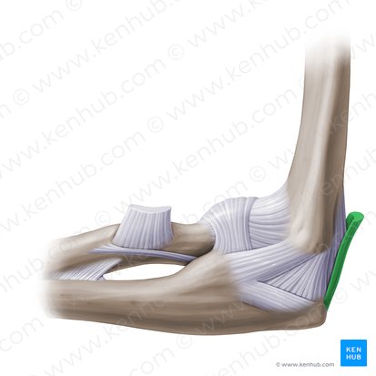 Tendón distal del músculo tríceps braquial (Tendo distalis musculi tricipitis brachii); Imagen: Paul Kim