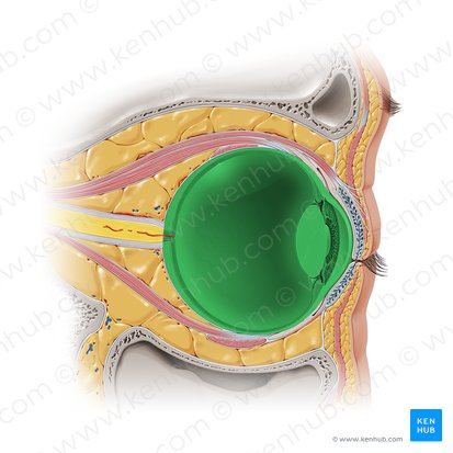 Globo ocular (Bulbus oculi); Imagen: Paul Kim