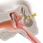 Middle ear