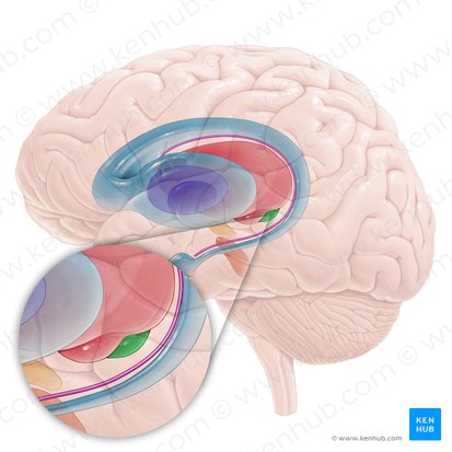 Cuerpo geniculado medial (Corpus geniculatum mediale); Imagen: Paul Kim