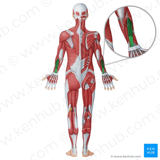 Músculo extensor de los dedos (Musculus extensor digitorum); Imagen: Irina Münstermann