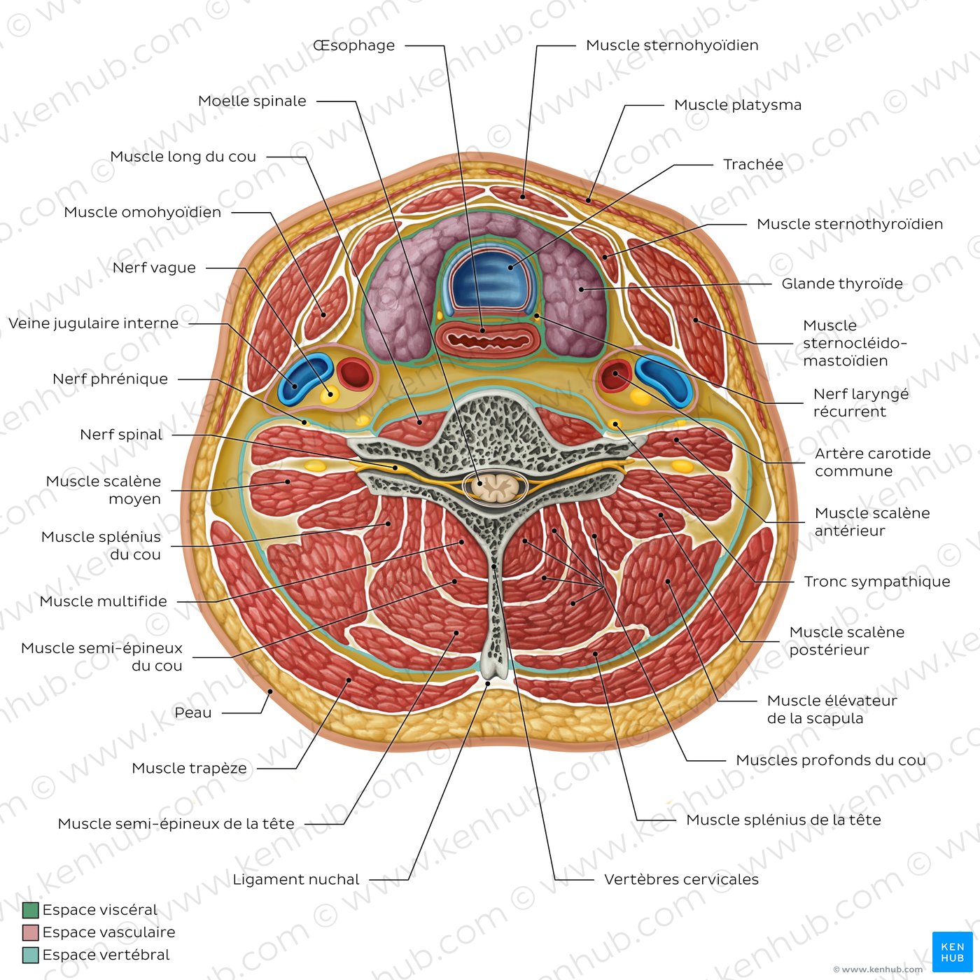 Schéma de l'anatomie normale du cou