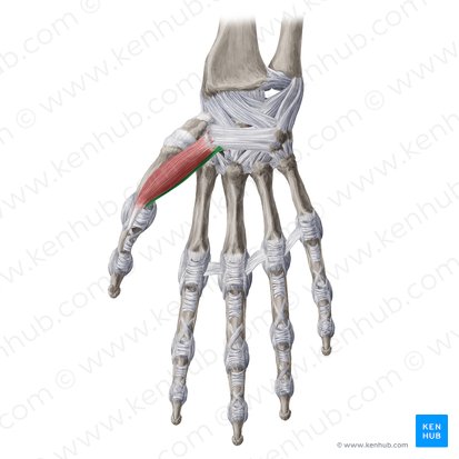 Caput profundum musculi flexoris pollicis brevis (Tiefer Kopf des kurzen Daumenbeugers); Bild: Yousun Koh