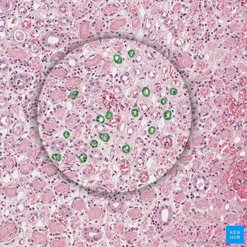 Endothelium of capillaries - histological slide