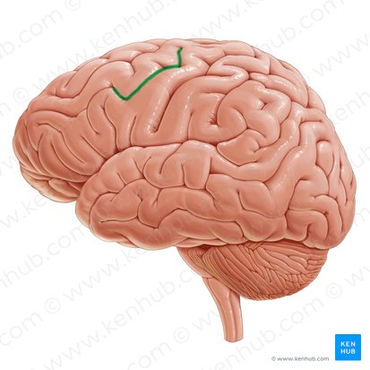 Precentral sulcus (Sulcus precentralis); Image: Paul Kim