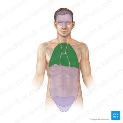 Thoracic cavity (Cavitas thoracis); Image: Paul Kim