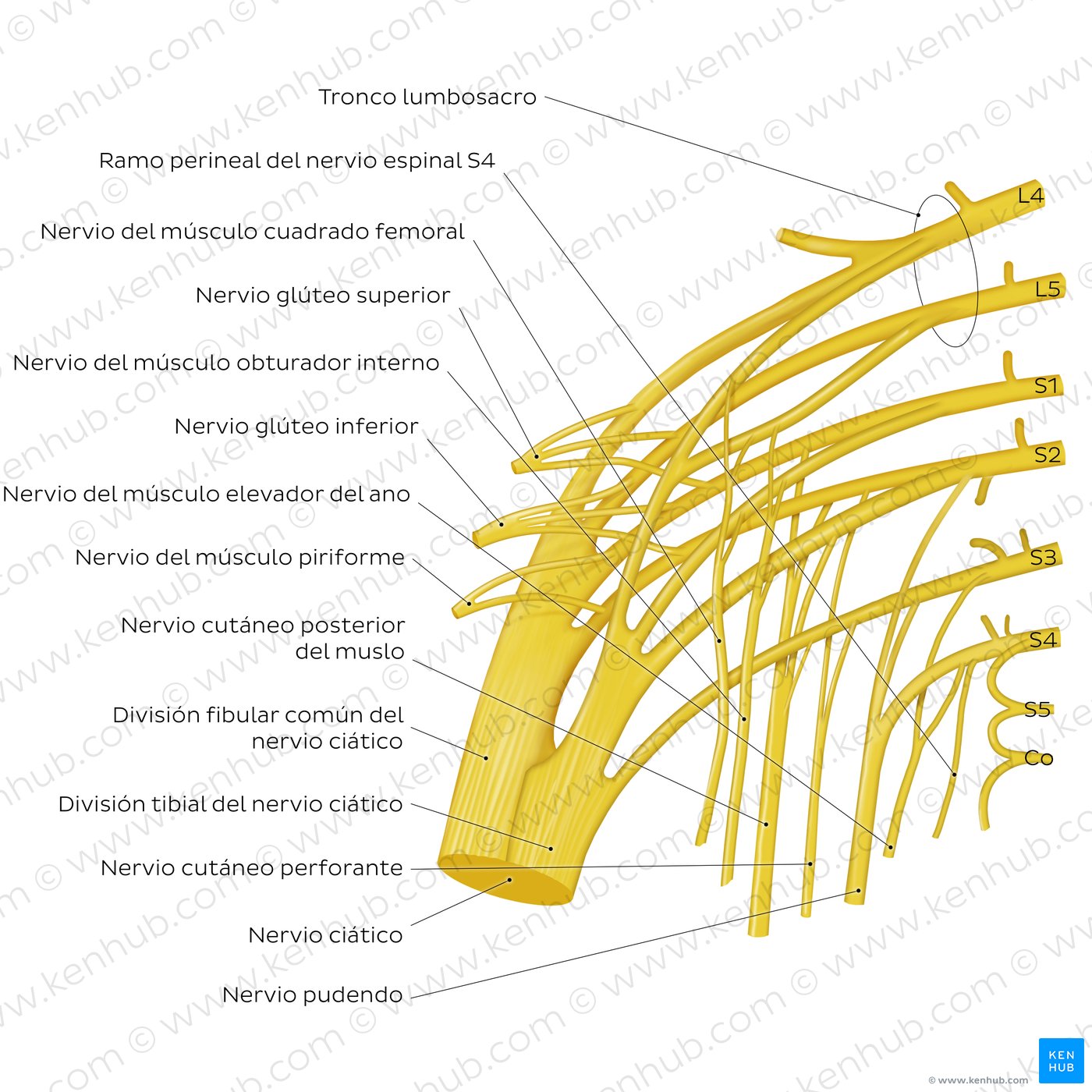 Plexo sacro: Anatomía y ramos | Kenhub