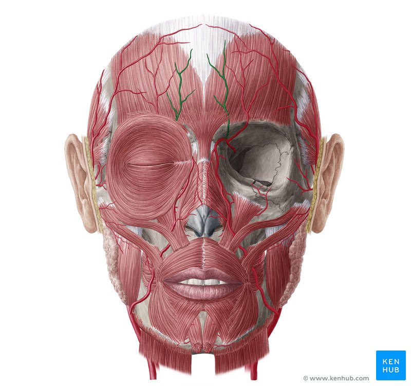 Supratrochlear artery (Arteria supratrochlearis)