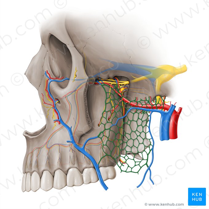 Plexus venosus pterygoideus (Flügelvenengeflecht); Bild: Paul Kim