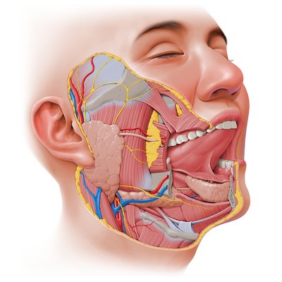 Visão geral dos nervos cranianos