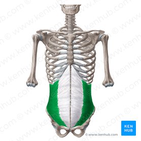 Musculus obliquus internus abdominis (Innerer schräger Bauchmuskel); Bild: Yousun Koh