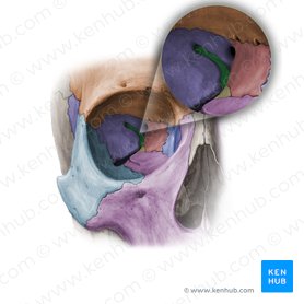 Sphenoid bone: Anatomy, function and development | Kenhub