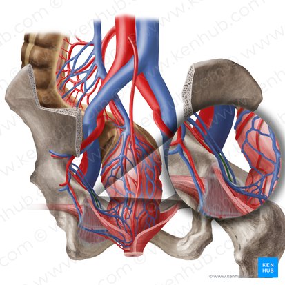 Obturator artery (Arteria obturatoria); Image: Begoña Rodriguez