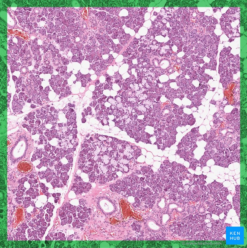 Compound tubuloalveolar mixed salivary gland - histological slide