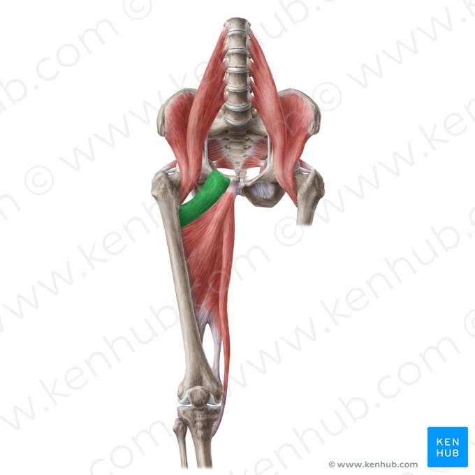 Muscle pectiné (Musculus pectineus); Image : Liene Znotina