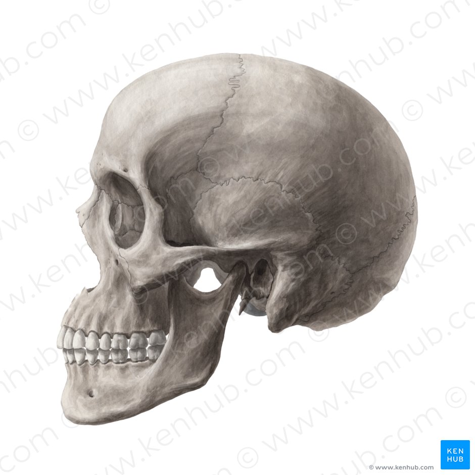 Skull: Anatomy, structure, bones, quizzes | Kenhub