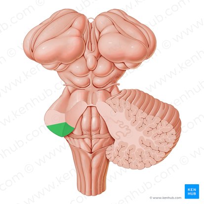 Pedunculus cerebellaris inferior (Unterer Kleinhirnstiel); Bild: Paul Kim