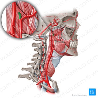 Superficial temporal artery (Arteria temporalis superficialis); Image: Paul Kim