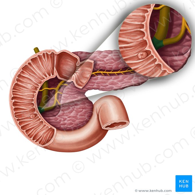 Ampoulle hépatopancréatique (de Vater) (Ampulla hepatopancreatica); Image : Irina Münstermann
