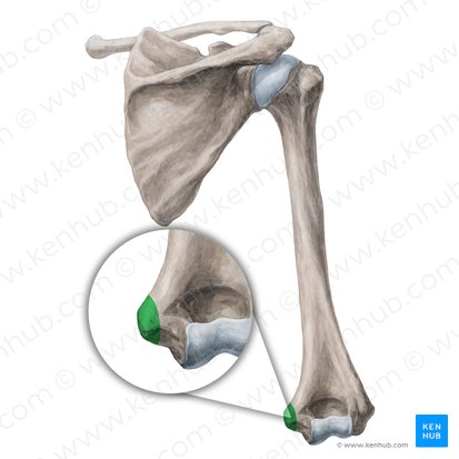 Epicóndilo medial del húmero (Epicondylus medialis humeri); Imagen: Yousun Koh