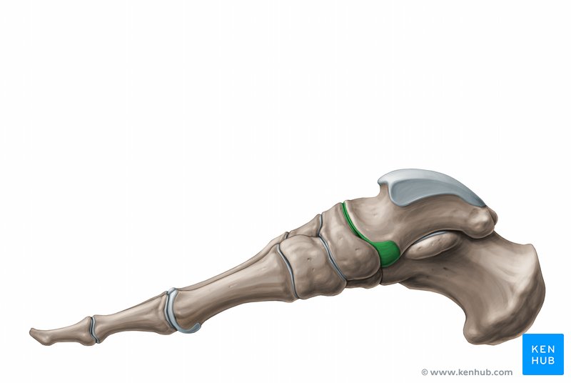 Talocalcaneonavicular joint (Articulatio talocalcaneonavicularis)