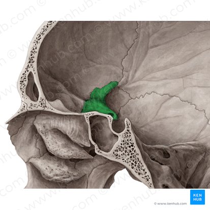 Asa menor do osso esfenoide (Ala minor ossis sphenoidalis); Imagem: Yousun Koh