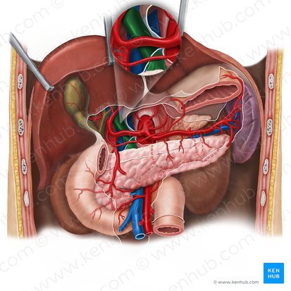 Vena porta hepática (Vena portae hepatis); Imagen: Esther Gollan