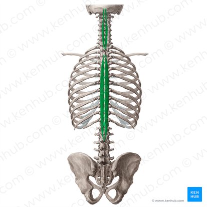 Músculo espinal (Musculus spinalis); Imagem: Yousun Koh