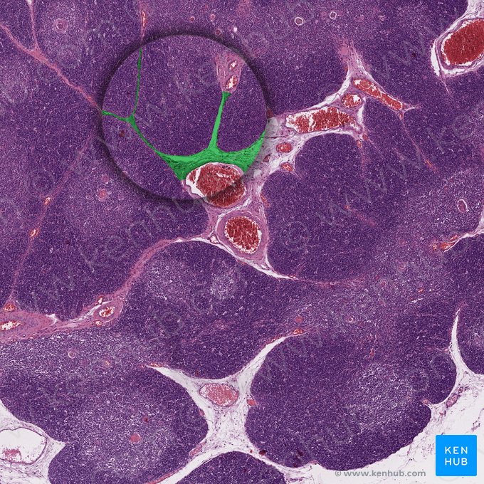 Septo de tecido conjuntivo (Septum textus connectivi); Imagem: 