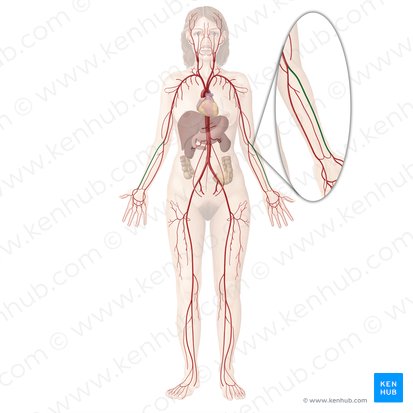 Radial artery (Arteria radialis); Image: Begoña Rodriguez