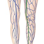 Great saphenous vein