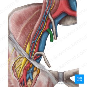 Arteria iliaca interna (Innere Beckenarterie); Bild: Hannah Ely