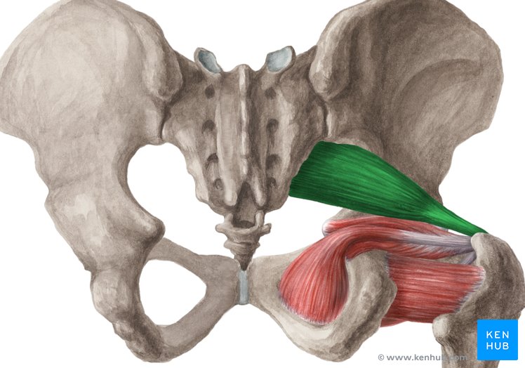 Quadratus femoris мышца