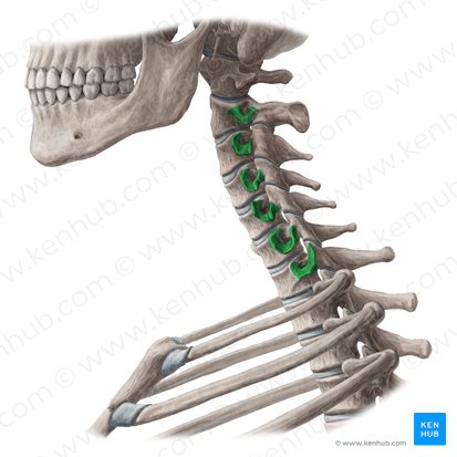 Procesos transversos de las vértebras C2-C7 (Processus transversi vertebrarum C2-C7); Imagen: Yousun Koh
