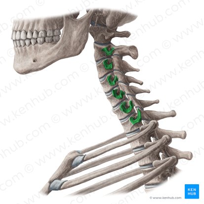 Transverse processes of vertebrae C2-C7 (Processus transversi vertebrarum C2-C7); Image: Yousun Koh