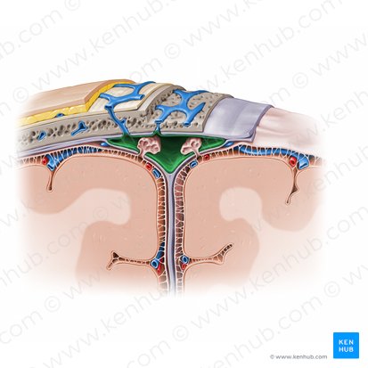 Seno sagital superior (Sinus sagittalis superior); Imagen: Paul Kim