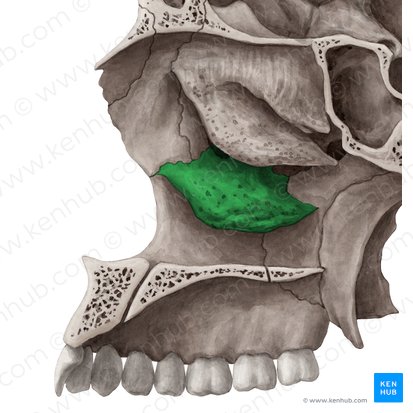 Cornete nasal inferior (Concha nasalis inferior); Imagen: Yousun Koh