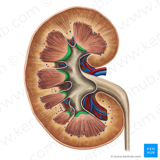 Papila renal (Papilla renalis); Imagem: Irina Münstermann