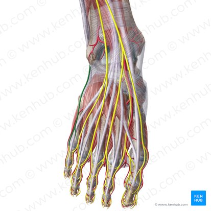 Nervio cutáneo dorsal lateral del pie (Nervus cutaneus dorsalis lateralis pedis); Imagen: Liene Znotina
