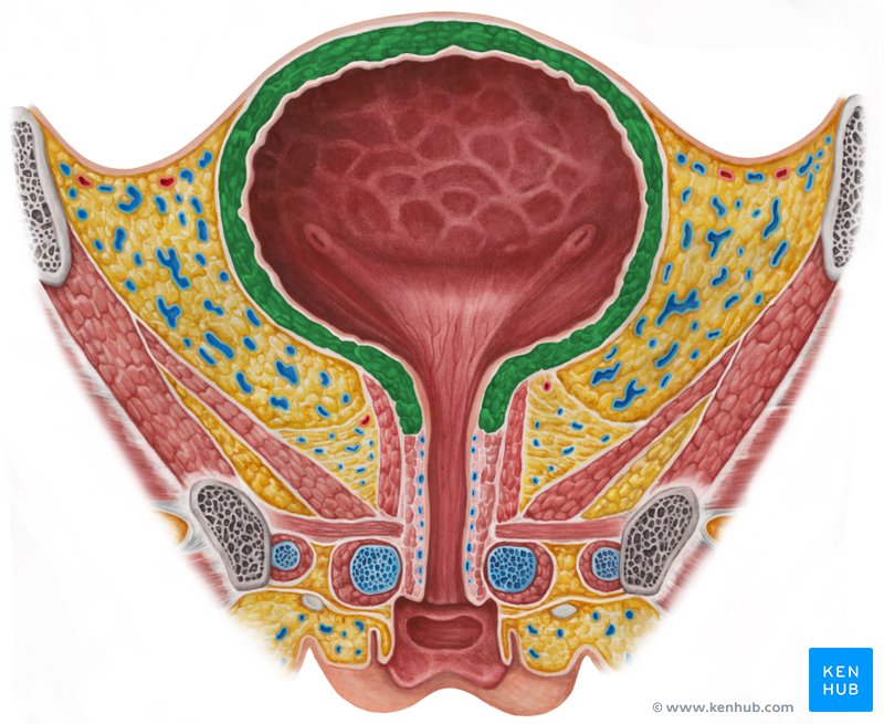 Detrusor urinae muscle - anterior view