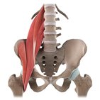 Iliopsoas muscle (3D)