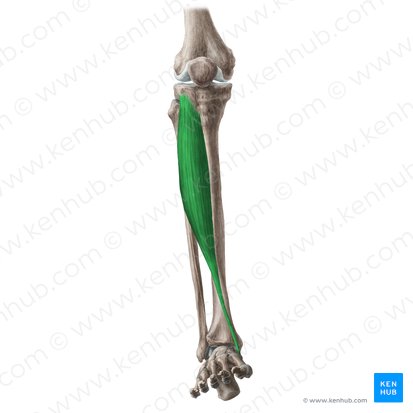 Músculo tibial anterior (Musculus tibialis anterior); Imagen: Liene Znotina
