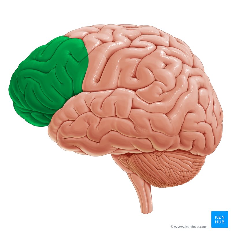 C rtex pr frontal ventromedial braincp