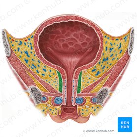 External urethral sphincter (female) (Musculus sphincter urethrae externus (femininus)); Image: Irina Münstermann