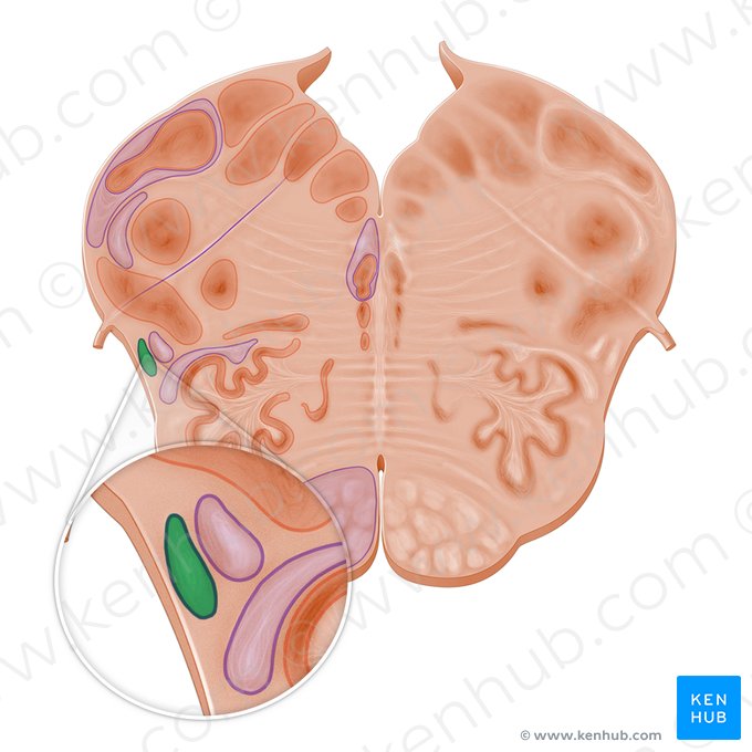 Spinocerebellar tract (Tractus spinocerebellaris); Image: Paul Kim