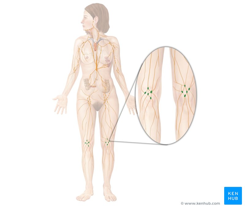 Superficial popliteal nodes - ventral view