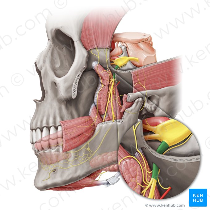 Nervo mandibular (Nervus mandibularis); Imagem: Paul Kim